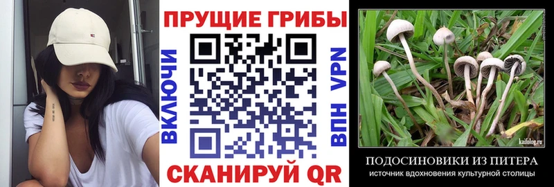 Псилоцибиновые грибы Psilocybine cubensis Среднеуральск